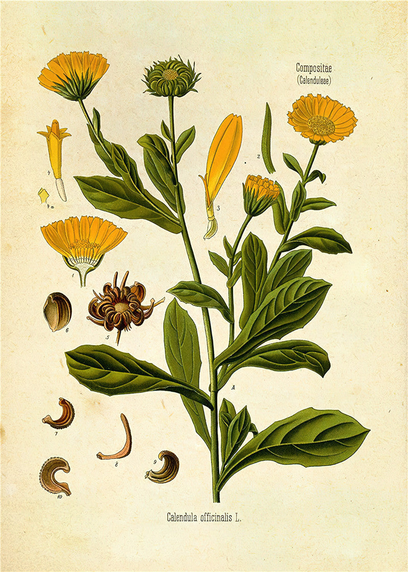 Botaniska väggtryck