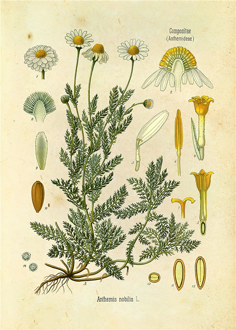 Botaniska väggtryck