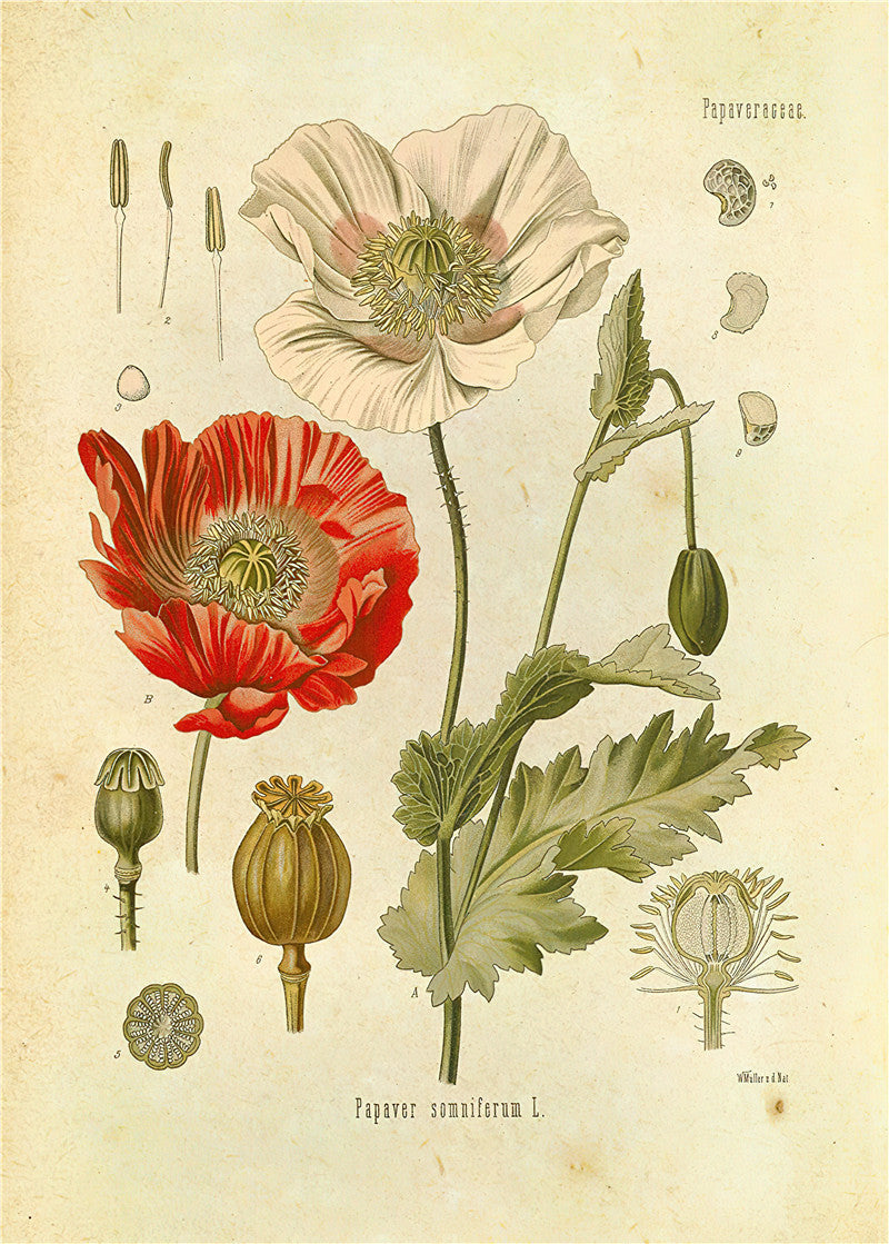 Botaniska väggtryck