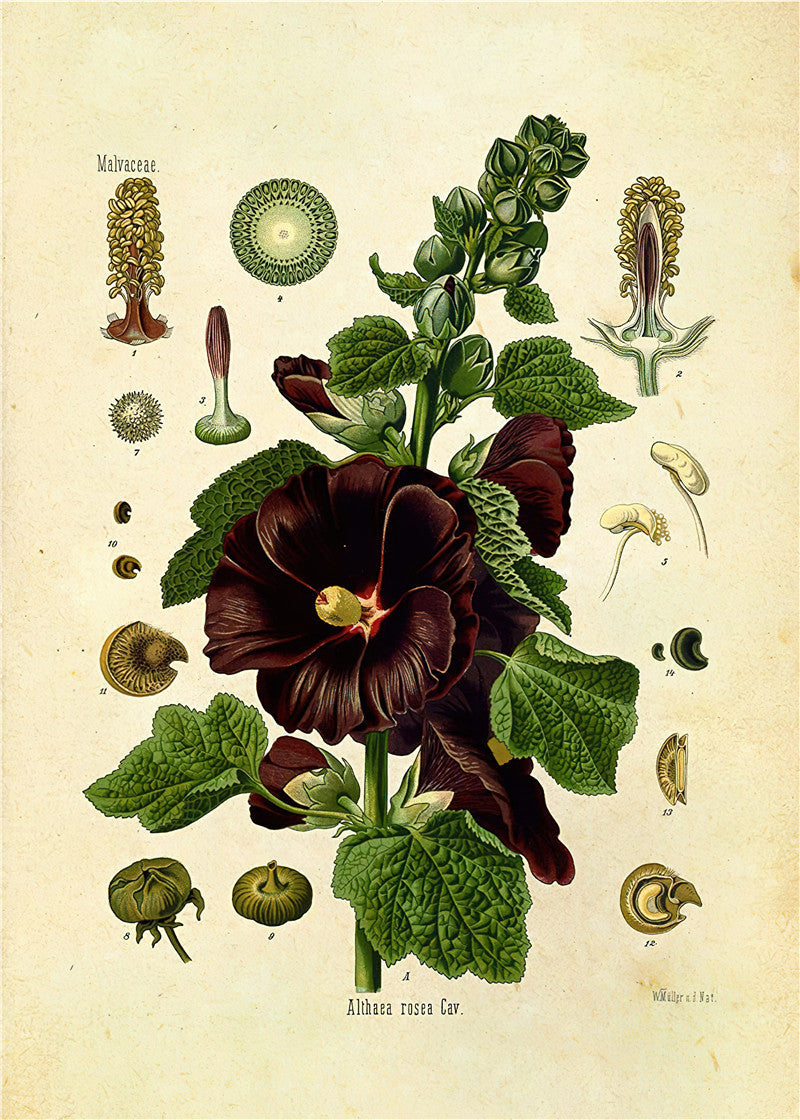 Botaniska väggtryck