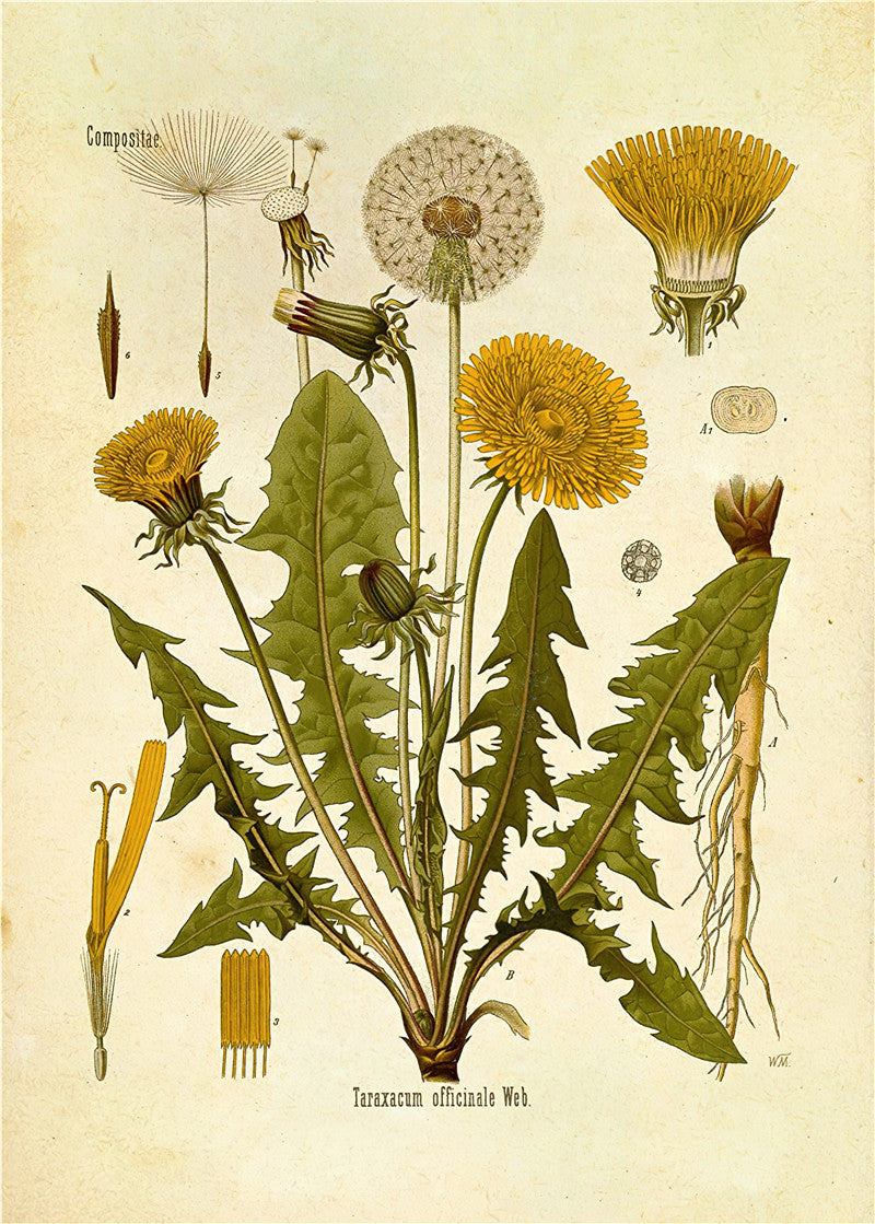 Botanical Wall Prints