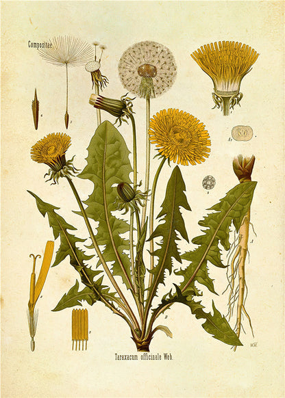 Botanical Wall Prints