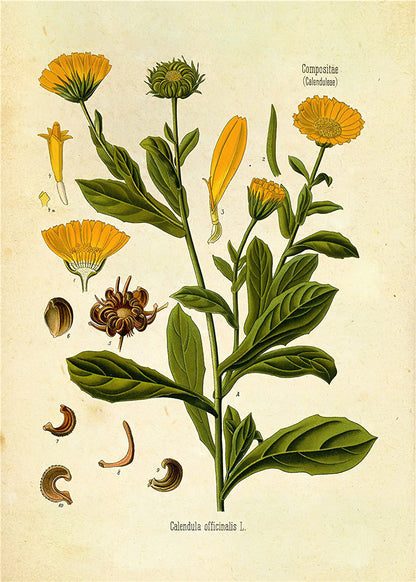 Botanical Wall Prints