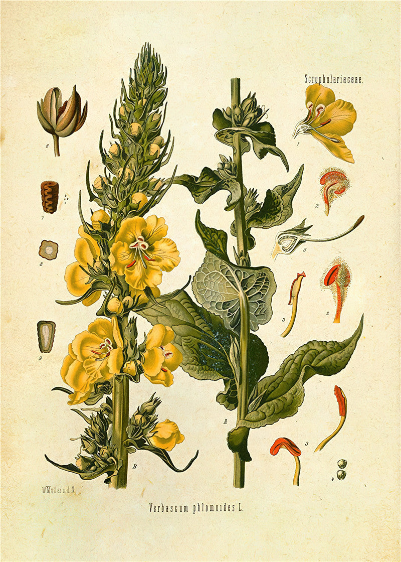 Botanical Wall Prints