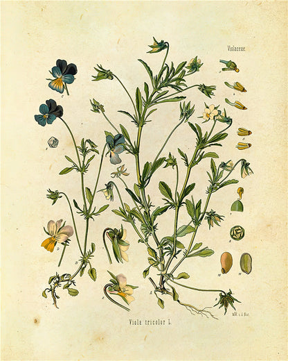 Botanical Wall Prints
