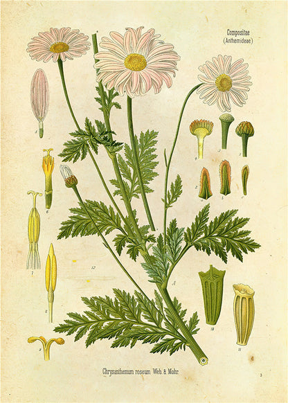 Botanical Wall Prints
