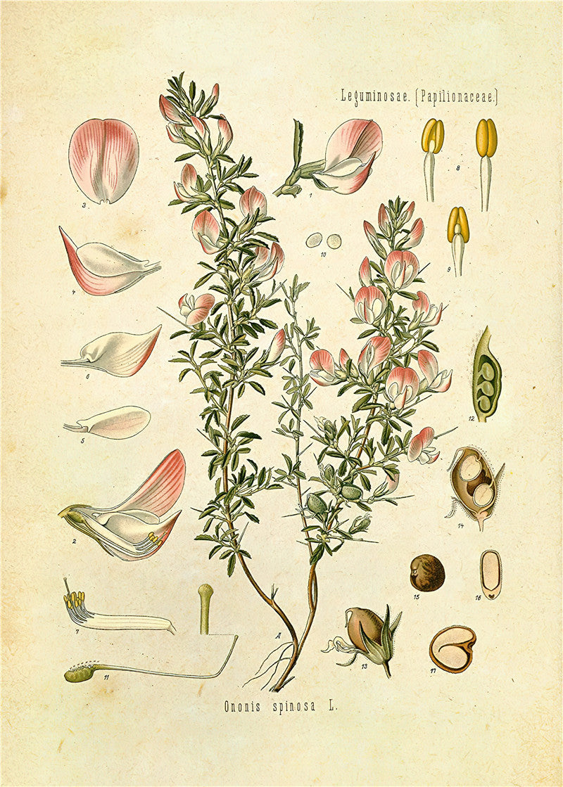 Botanical Wall Prints