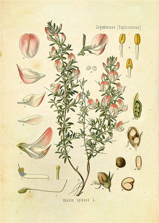 Botanical Wall Prints