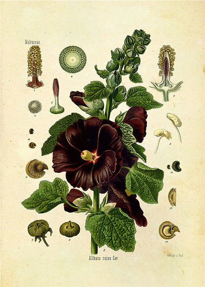 Botanical Wall Prints